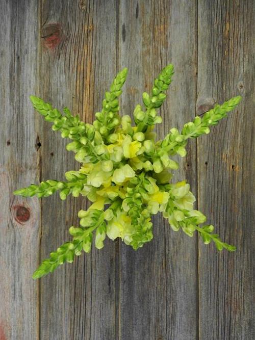 YELLOW SNAPDRAGONS